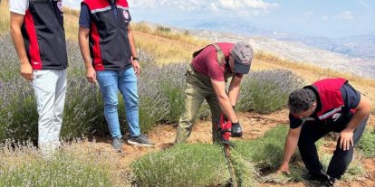 Kemah’ta mor bereket: Lavanta hasadı başladı
