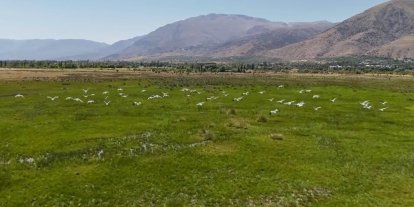 Göç yolundaki leyleklerin Erzincan molası havadan görüntülendi
