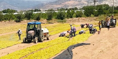 Üzüm üreticisi sezona dertli girdi