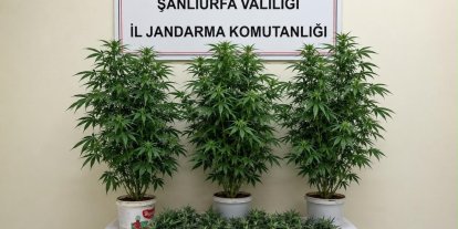 Bozova’da 13 kenevir bitkisi ele geçirildi