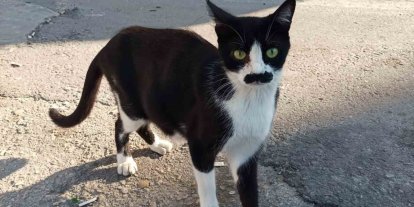 "Pala bıyıklı kedi" görenlerin dikkatini çekiyor