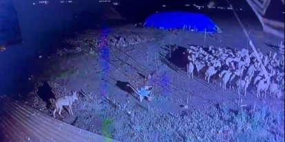 Kars’ta gece yarısı yerleşim yerine inen kurt güvenlik kamerasında