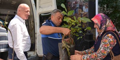 Babadağ Belediyesinden çiftçilere ceviz fidanı desteği