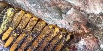 Bingöl’de kayalıklar arasında kilolarca bal çıkartıldı