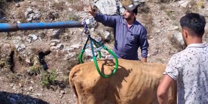 Çukura düşen hamile ineği önce serinletti, sonra kurtardı