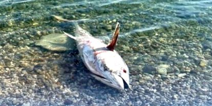 Çeşme ve Karaburun’da yeniden orkinos ölümleri görülmeye başladı