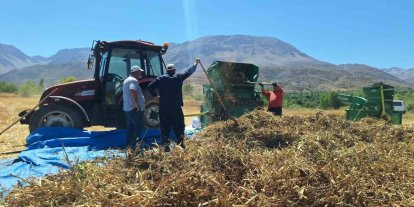 Erzincan’da fasulye hasadı başladı