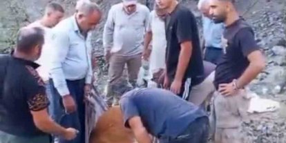 Siirt’te dağda mahsur kalan büyükbaş hayvan telef oldu