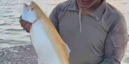 Keban Baraj Gölü’nde  sarı renkli albino alabalık yakalandı