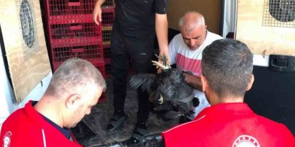 Çelikhan’da 20 aileye 440 kümes hayvanı dağıtıldı