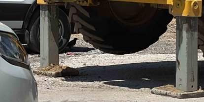 Minibüs altında serinleyen saksağan kamerada