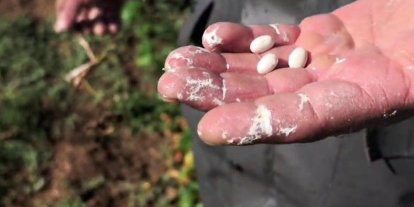Dünyaca ünlü ispir fasulyesinde hasat hazırlığı