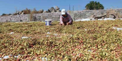 Yuntdağı fıstığı için hasat şenliği düzenlenecek