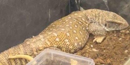 Manisa’da egzotik hayvan operasyonu: 61 yaban hayvanı kurtarıldı