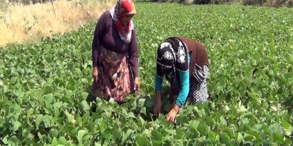 Aracı yok, doğallık var: Çiftçi hem üretiyor hem satıyor