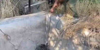 Nesli tükenme tehlikesi altındaki oklu kirpi böyle kurtarıldı