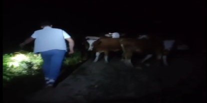 Bayburt’ta sürüden ayrılan 13 inek sahipleri tarafından dağda bulundu