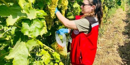 Manisa’nın organik üzümleri mercek altında