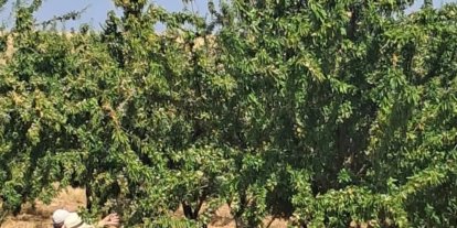 Ağın’da badem bahçelerinde saha kontrolleri