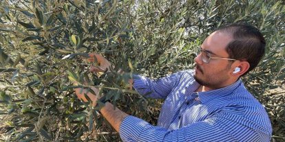 Zeytin hasadı bu yıl 20 gün erken başlayabilir