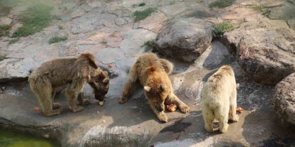 Sıcaktan bunalan hayvanlar buzlu kokteyl ile serinliyor