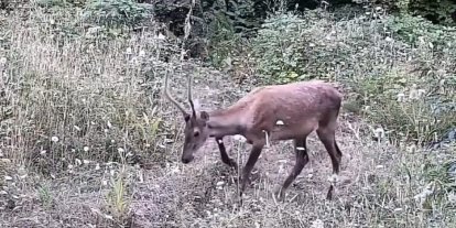 İnegöl’de yaban hayatı fotokapana takıldı