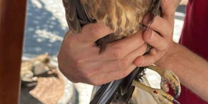 Kastamonu’da yaralı halde bulunan kuş tedavi altına alındı