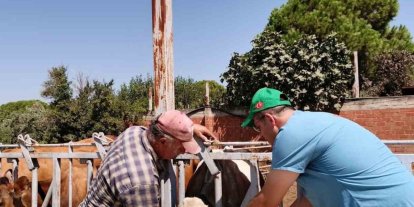 Sökeli yetiştiricilere ’düşen kulak küpesi’ uyarısı