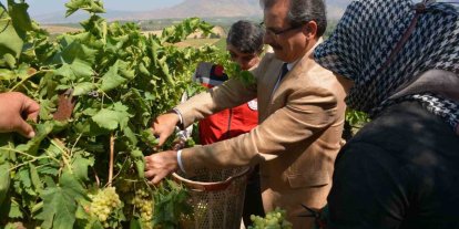 Kaymakam Güldoğan bağa girip üzüm kesti