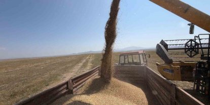Kars’ta binlerce yıllık Kavılca buğdayında hasat mesaisi başladı