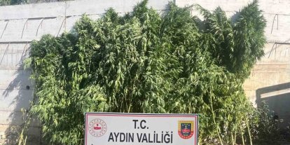 Efeler’de ikamette 250 kök kenevir ele geçirildi