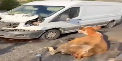 Minibüsün çarptığı inekler son anda kesildi