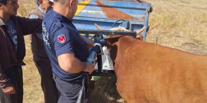 Bolu’da ineğin kafası tarım aletine sıkıştı