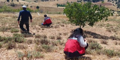 Hisarcık Karbasan köyünde organik adaçayı üretim alanları denetlendi