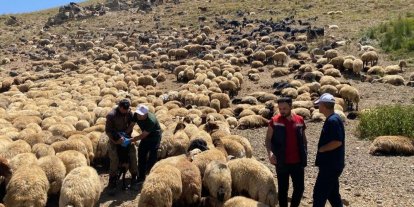 Şırnak’ta veteriner hekimlerden yaylalarda sağlık taraması ve eğitim seferberliği