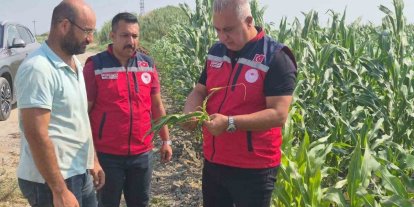 Antakya’da mısır hasadı devam ediyor