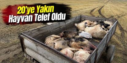Kars’ta Yıldırım Sürüyü Vurdu: 20’ye Yakın Hayvan Telef Oldu
