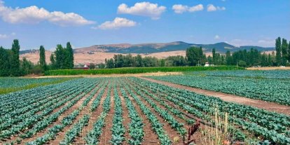 Sinanpaşa’da brokoli üretim alanlarında tarla kontrolleri gerçekleştirildi
