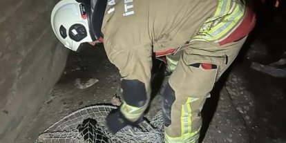İskenderun ve Arsuz’da mahsur kalan hayvanlar kurtarıldı