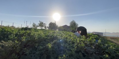 Ağrı’da bostanların bereketi kışa taşınıyor