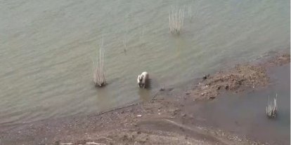 Aşırı sıcaktan bunalan köpeklerin baraj keyfi