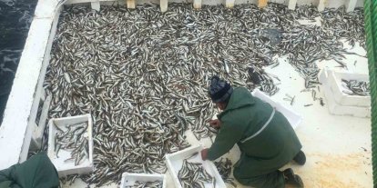 Karadeniz’de sezonun ilk balık avı: Ağlardan mezgit çıktı