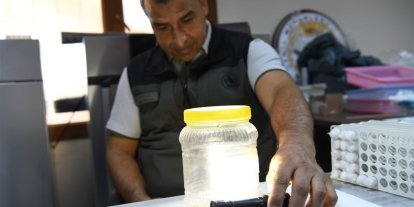 Yeşil vatanın sessiz koruyucuları laboratuvarda yetiştiriliyor