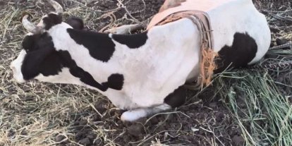 Reyhanlı’da  bataklığa düşen büyükbaş hayvan kurtarıldı