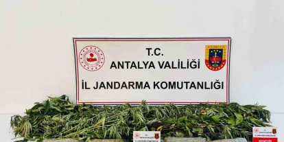 Alanya’da uyuşturucu operasyonunda 24 kök kenevir ve 2 kilo 642 gram esrar ele geçirildi