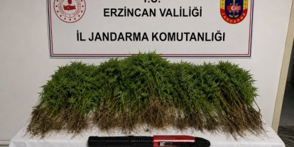 Tercan’da uyuşturucu operasyonunda 174 kök kenevir ele geçirildi