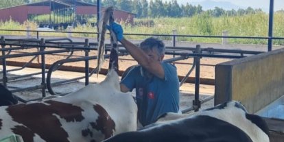 Söke’de hastalıktan ari işletmelerde rutin sağlık kontrolleri sürüyor