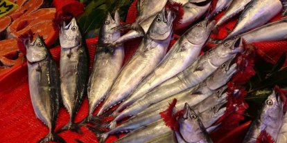 Balıkçıların yüzü güldü: Karadeniz’de palamut bereketi