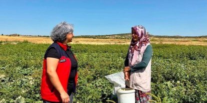 Turşuluk salatalık hasadı sürüyor