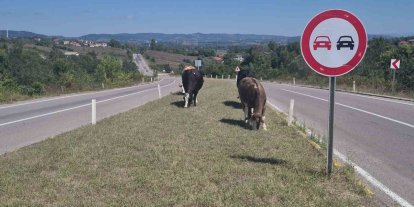 Kara yoluna çıkan başıboş hayvanlar tehlike saçıyor